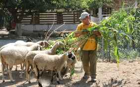 Onkel Marios nimmt die Gäste mit zum Füttern und Ernten